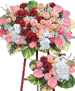 Hoa chúc mừng 13317