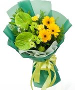 Hoa đồng tiền 10898