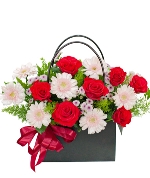 Hoa đồng tiền 11612