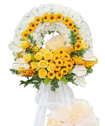 Hoa đồng tiền 13099