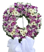 Hoa đồng tiền 3064