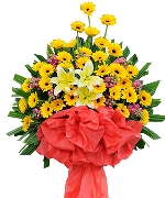 Hoa đồng tiền 4361