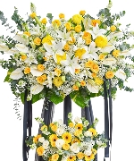 Hoa đồng tiền 4608