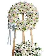 Hoa đồng tiền 5596