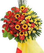 Hoa đồng tiền 5774