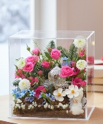 Hoa Giáng Sinh 13806