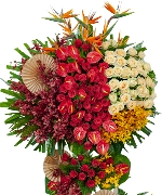 Lan hồ điệp 11573