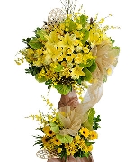 Lan hồ điệp 4343