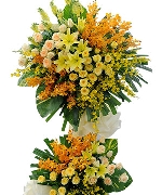 Lan hồ điệp 5644