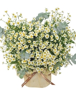 Ngày nhà giáo 5276