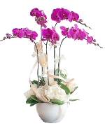 Hoa tươi màu tím 12293