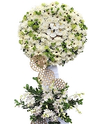 Hoa tươi màu trắng 5260