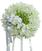 Hoa tươi màu trắng 5976