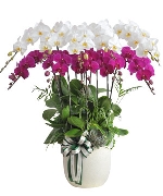 Lan hồ điệp 11117