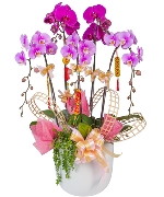 Lan hồ điệp 11133