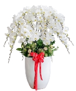 Lan hồ điệp 12614