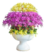 Lan hồ điệp 12693