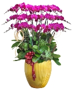 Hoa yêu thương 13063