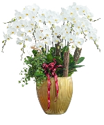 Lan hồ điệp 13631