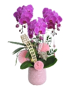 Lan hồ điệp 13637