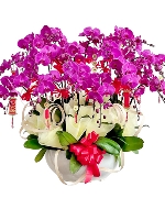 Lan hồ điệp 13973