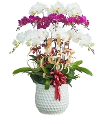 Hoa yêu thương 14053