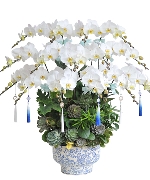 Lan hồ điệp 14062