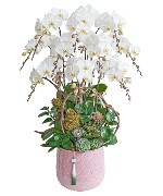 Lan hồ điệp 14564