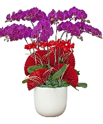 Lan hồ điệp 14792