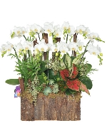 Lan hồ điệp 14923