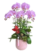 Lan hồ điệp 15017