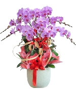 Lan hồ điệp 15046