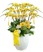 Lan hồ điệp 15062