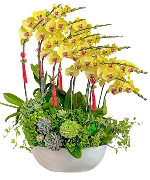 Lan hồ điệp 15066