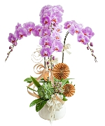 Lan hồ điệp 15169