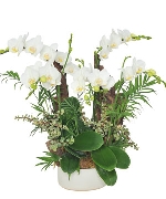 Lan hồ điệp 15180