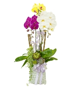 Lan hồ điệp 15452