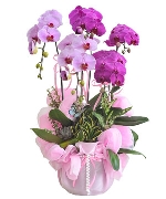 Lan hồ điệp 16549