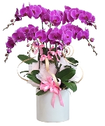 Lan hồ điệp 7724