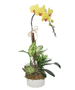 Lan hồ điệp 9921